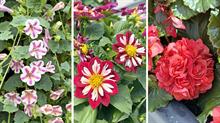 New varieties at FlowerTrials 2026